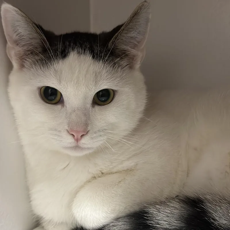 Holiday Cookie thumbnail 3