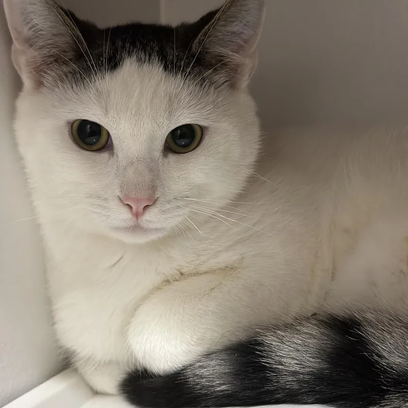 Holiday Cookie thumbnail 4