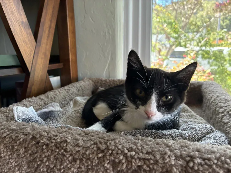 Pepper thumbnail 3