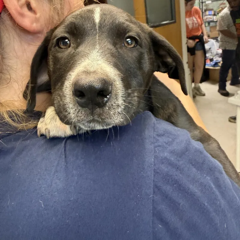 A baby small-sized male American Bulldog dog named Wet Stone for adoption in Austin, TX