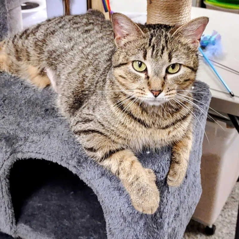 An adult small-sized female Brown / Chocolate Domestic Short Hair cat named Darla for adoption in Falls Church, VA