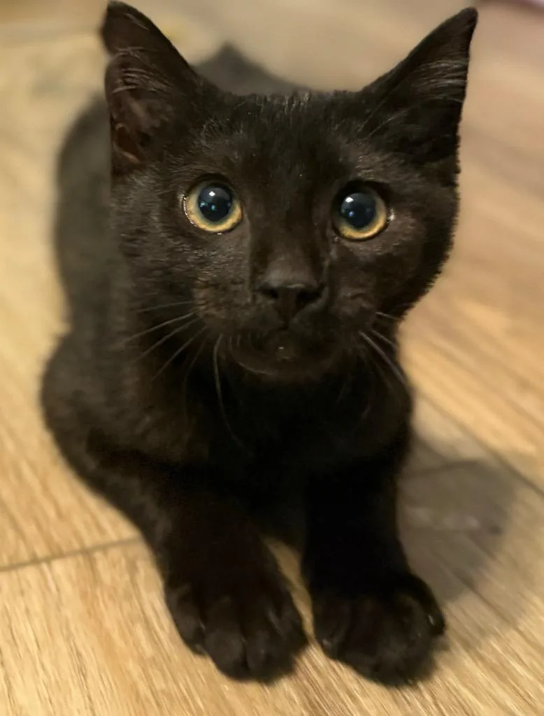 A baby medium-sized female Domestic Short Hair cat named Eep for adoption in Hoover , AL