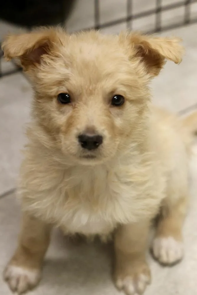 A baby small-sized female Yellow / Tan / Blond / Fawn Mixed Breed dog named Dumpling for adoption in TUCSON, AZ