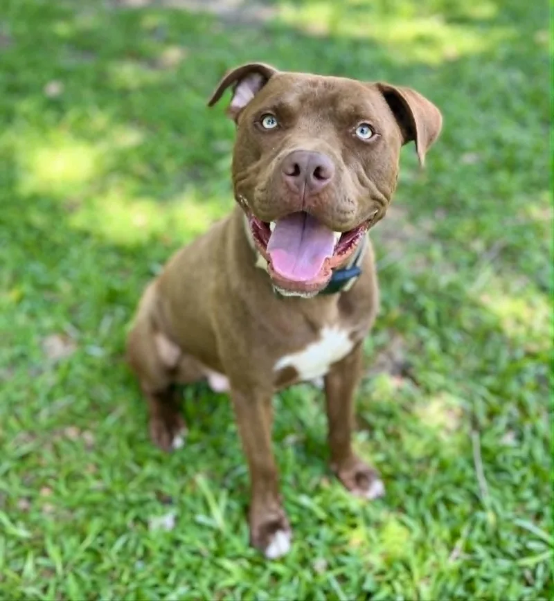 A young medium-sized male Brown / Chocolate American Staffordshire Terrier dog named Guinness for adoption in Gulfport, MS