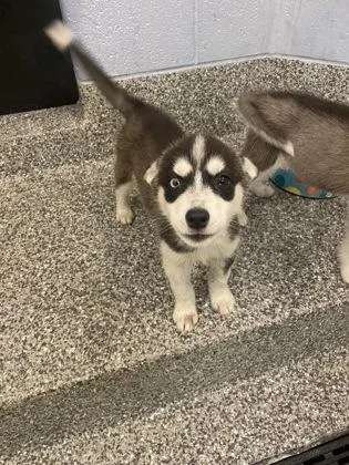 A baby small-sized female Siberian Husky dog named Monica for adoption in Westland, MI