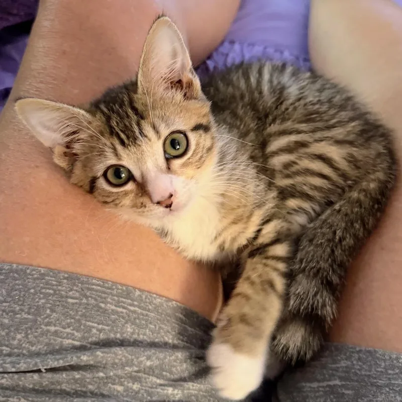 A baby small-sized male Brown / Chocolate Domestic Short Hair cat named Freckles Freddy for adoption in Fredericksburg, VA