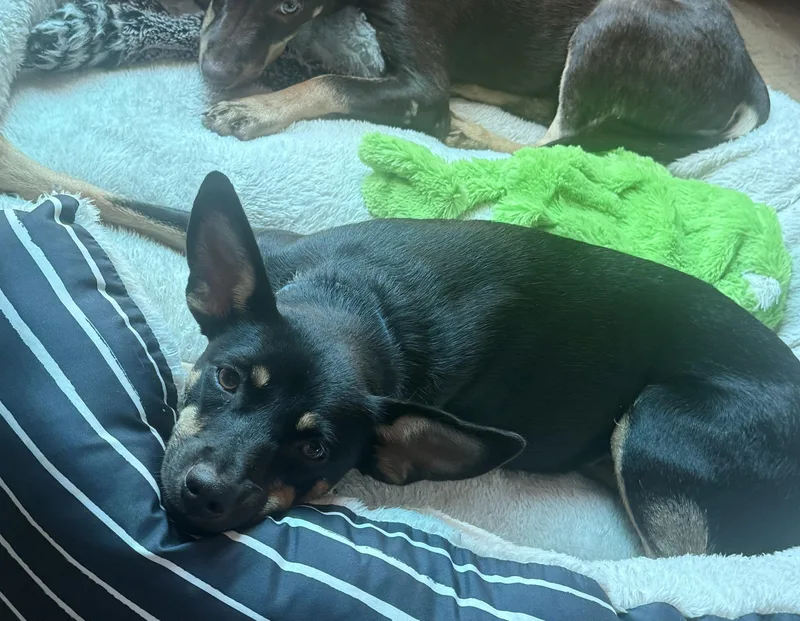Pepper thumbnail 5