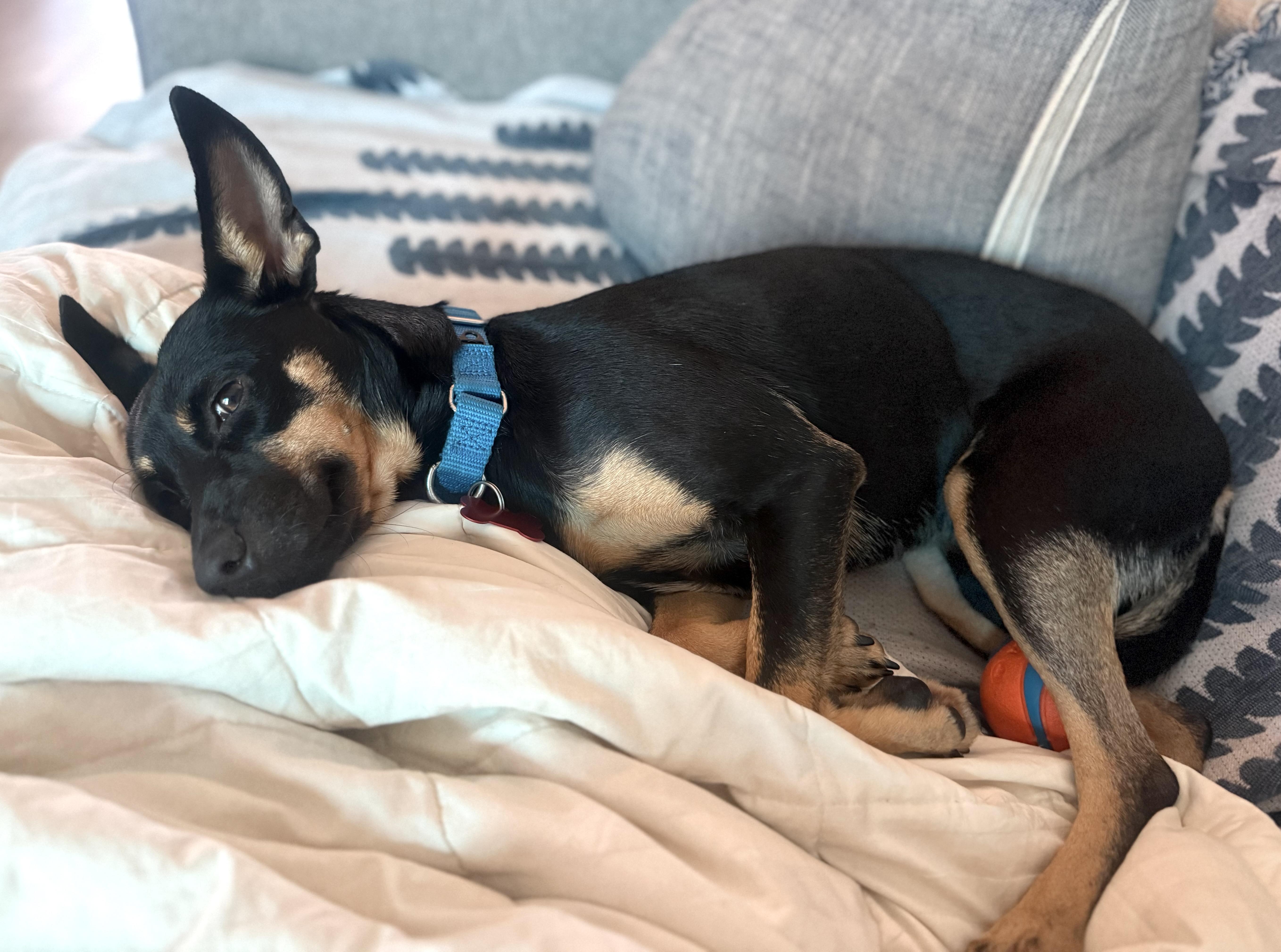 Pepper thumbnail 6