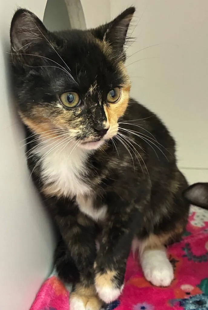A baby medium-sized female Domestic Short Hair cat named Bruschetta for adoption in Hartsville, SC