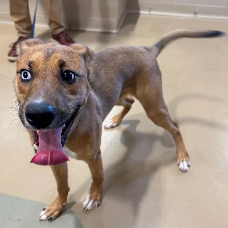 A young medium-sized female Mixed Breed dog named Guinevere for adoption in Winston-Salem, NC