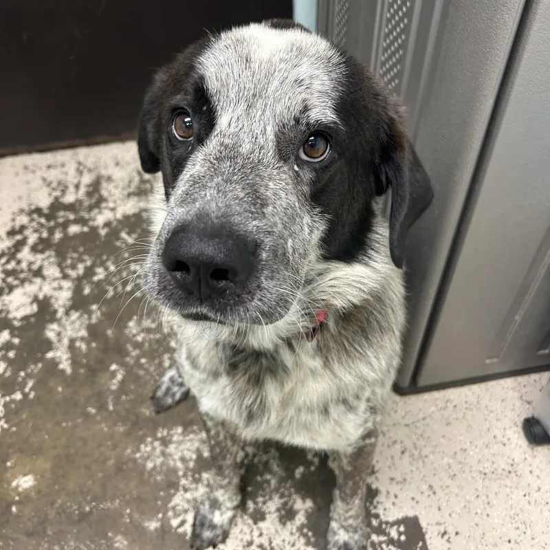 Gus
