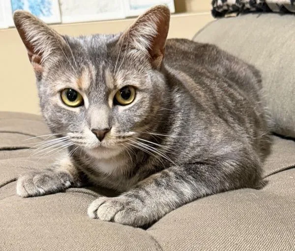 An adult medium-sized female Domestic Short Hair cat named Lily for adoption in Staten Island, NY