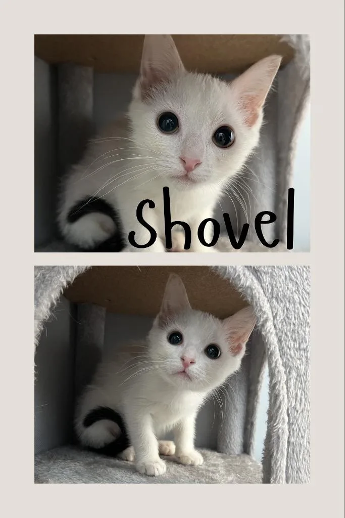 A baby medium-sized female Domestic Short Hair cat named Shovel for adoption in Pierceton, IN