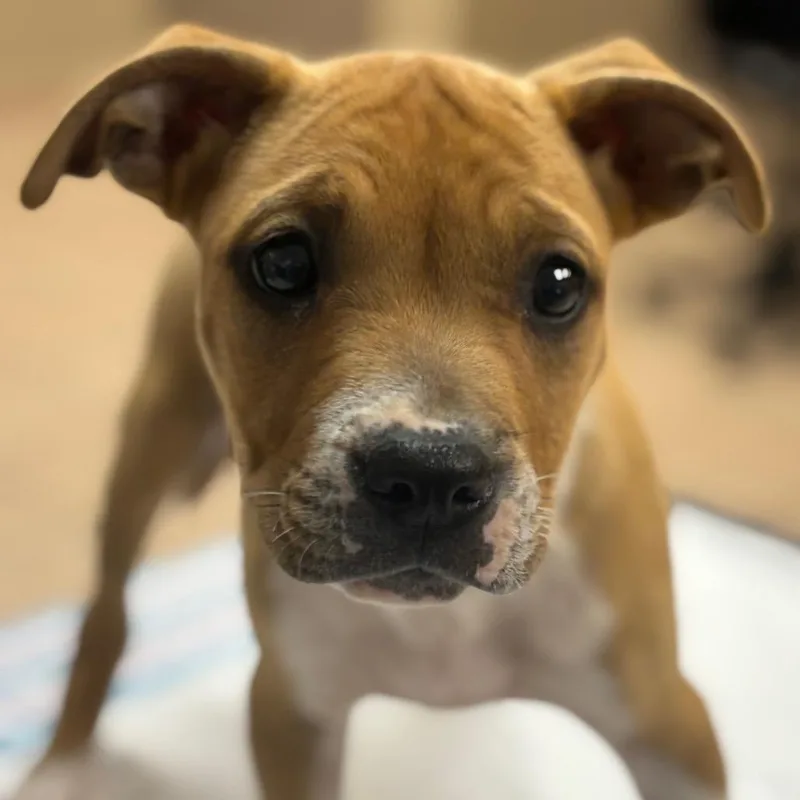 A baby small-sized female Yellow / Tan / Blond / Fawn Pit Bull Terrier dog named Thelma for adoption in Birmingham, AL