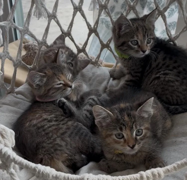 A young medium-sized male Tabby (Buff / Tan / Fawn) Domestic Short Hair cat named Wilson for adoption in Huffman, TX