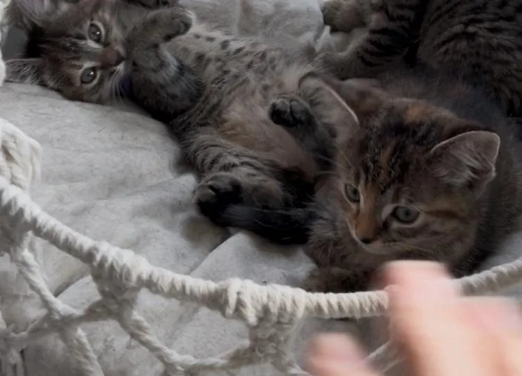 Wilson thumbnail 2