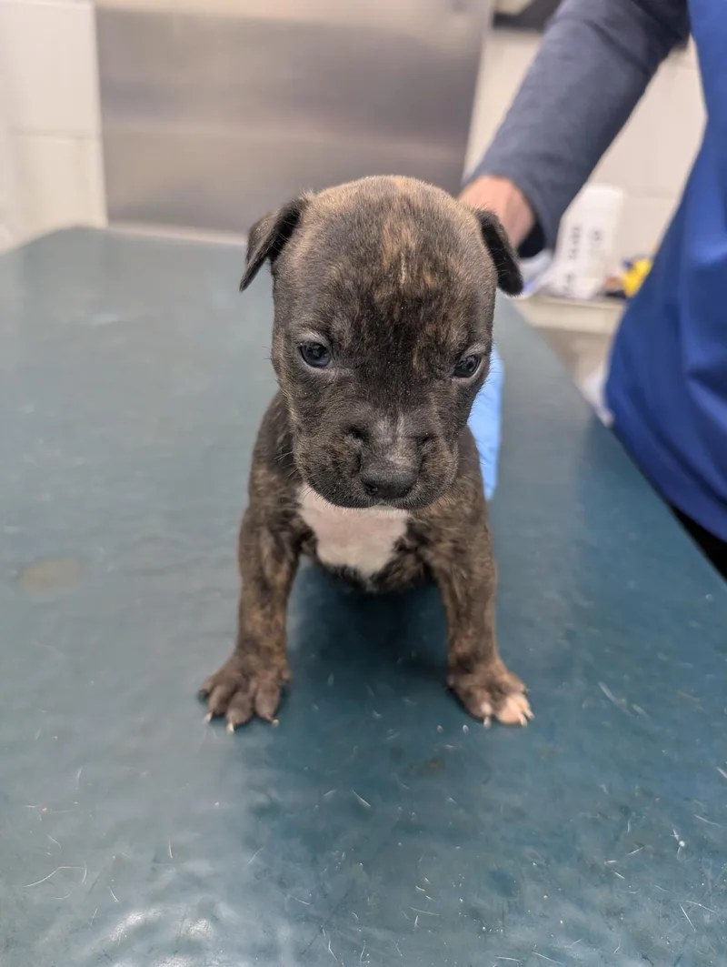 A young medium-sized male Black Pit Bull Terrier dog named Manuel for adoption in Mobile, AL