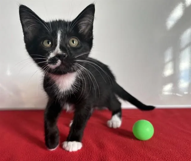 A baby small-sized male Domestic Short Hair cat named Sid Sawyer for adoption in Antioch, CA