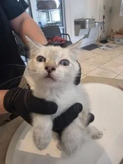 A baby small-sized male Domestic Short Hair cat named Camaro for adoption in Farmers Branch, TX