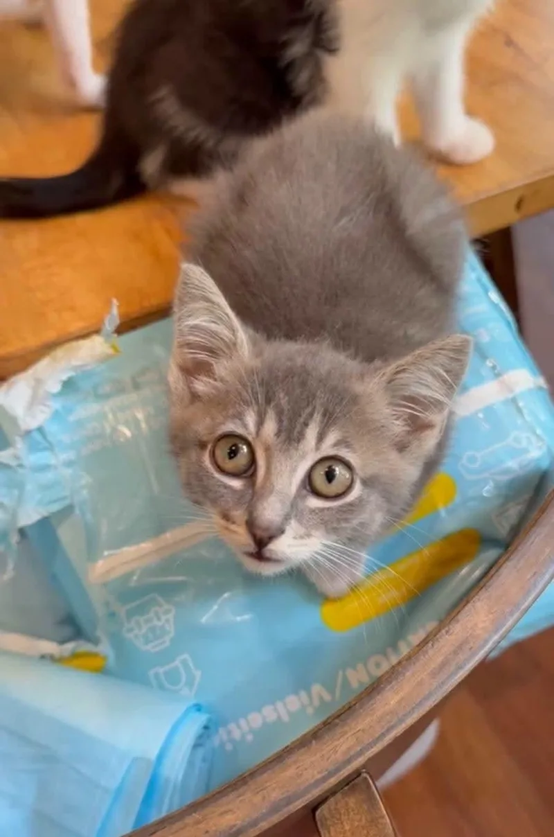 A baby medium-sized female Tabby (Gray / Blue / Silver) Domestic Short Hair cat named Urchin for adoption in Cosby, TN