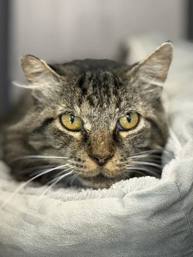 An adult medium-sized male Domestic Long Hair cat named Tito for adoption in Gardnerville, NV