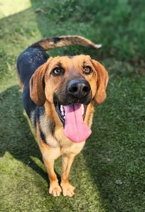 A young medium-sized female Hound dog named Winnie for adoption in Newport, KY