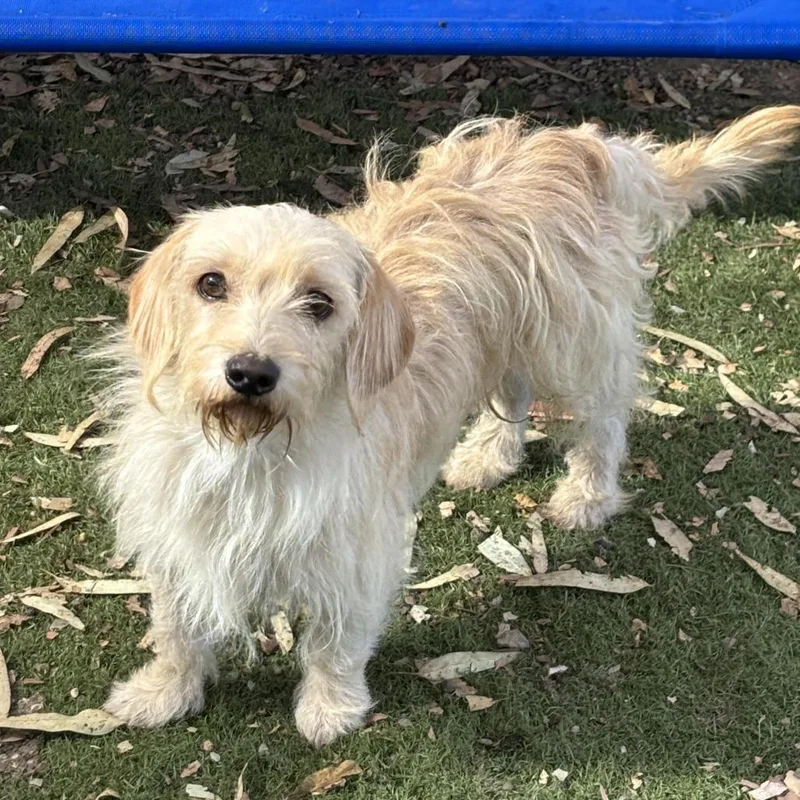 A young small-sized male Golden Dachshund dog named Benny for adoption in Sonoma, CA