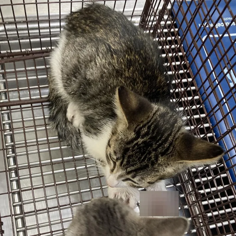 A baby small-sized male Gray / Blue / Silver Domestic Short Hair cat named Spock for adoption in Galveston, TX
