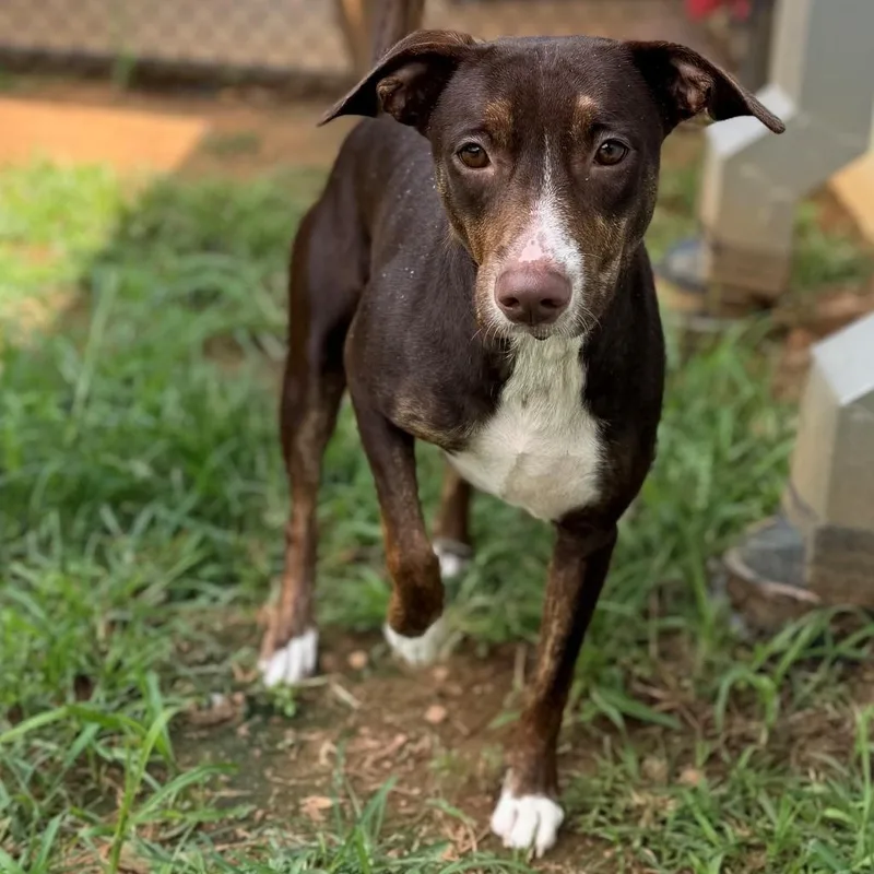 An adult medium-sized female Bicolor Mixed Breed dog named Sage for adoption in Summerdale, AL