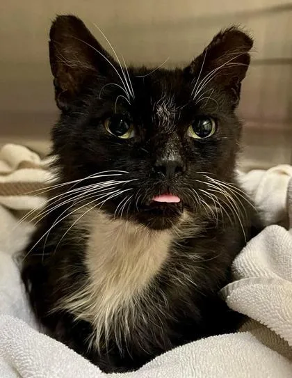 Fitzgerald  `a Priority thumbnail 3