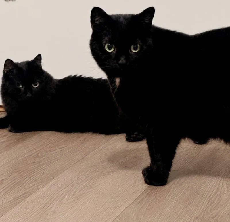 An adult small-sized female Black Domestic Long Hair cat named Scotty for adoption in Fairmont, WV