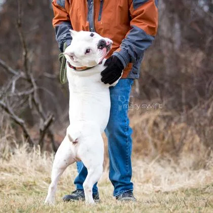 An adult medium-sized male White / Cream Mixed Breed dog named Bruce for adoption in Reisterstown, MD