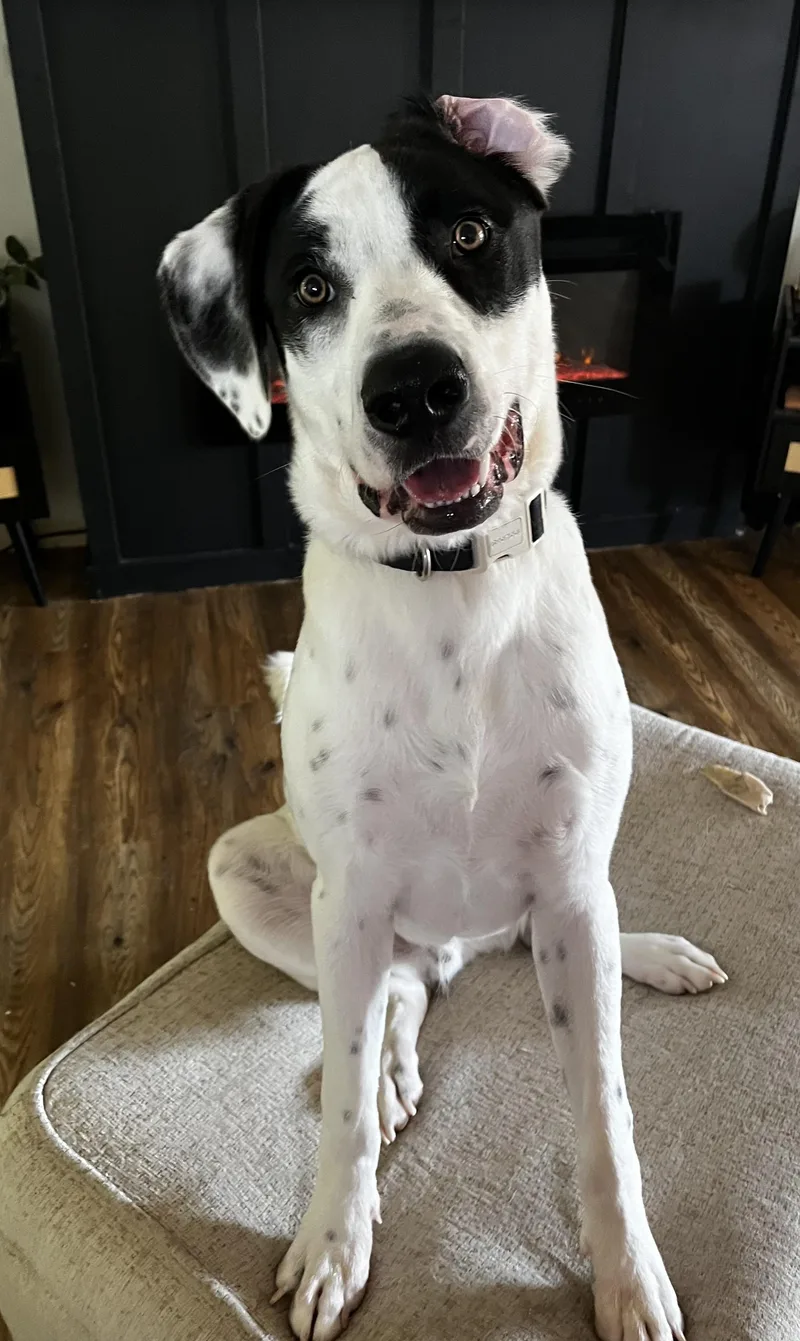 Marshall thumbnail 3