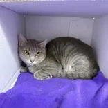 An adult medium-sized male Gray / Blue / Silver Domestic Short Hair cat named Buster for adoption in Hilliard, OH