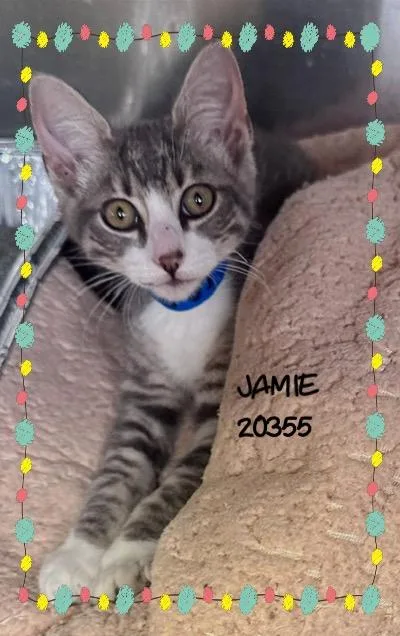 A baby small-sized male Tabby (Gray / Blue / Silver) Domestic Short Hair cat named Jamie for adoption in Marietta, GA