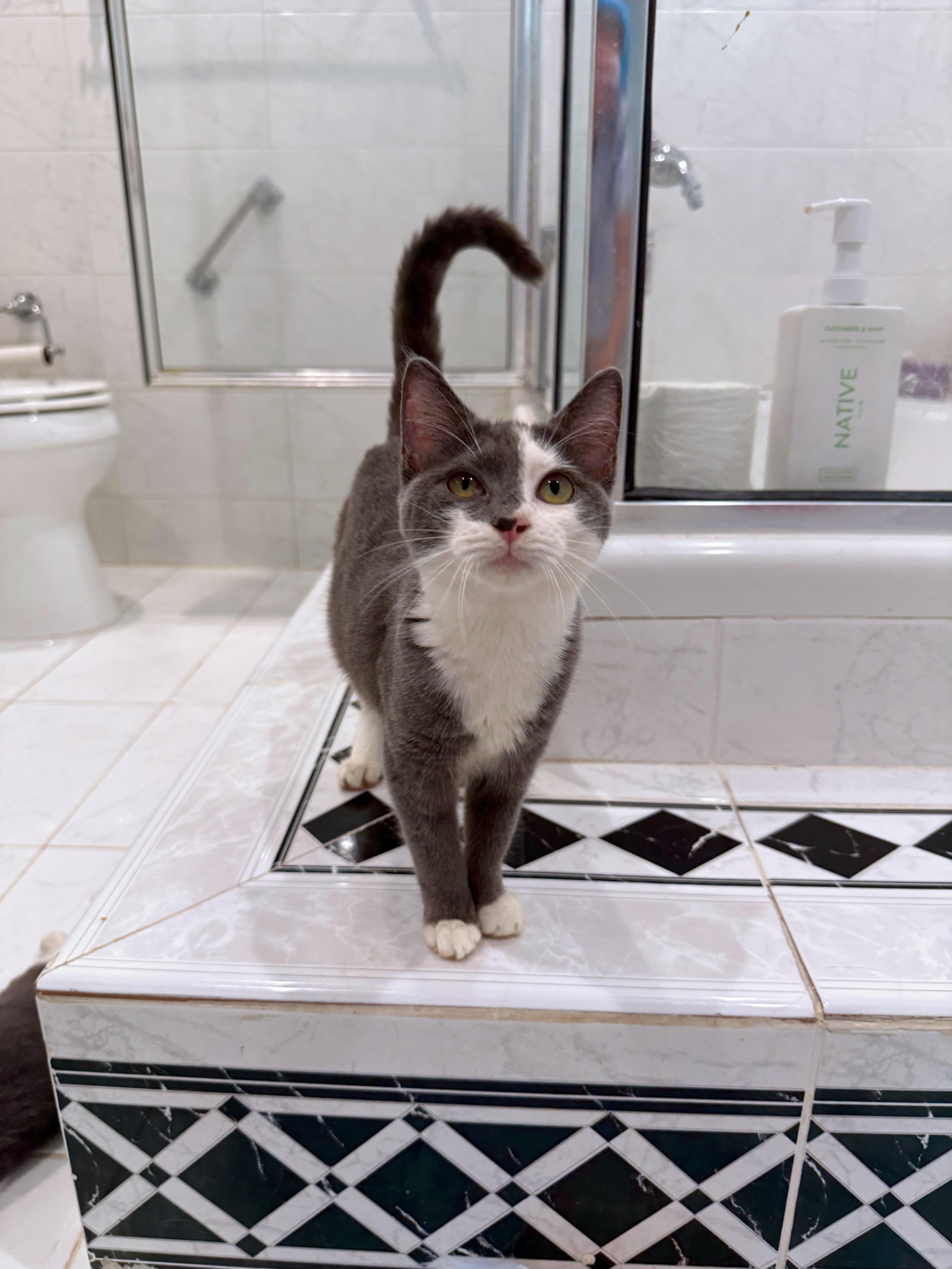 A baby large-sized female Domestic Short Hair cat named Princess Peach for adoption in Miami, FL