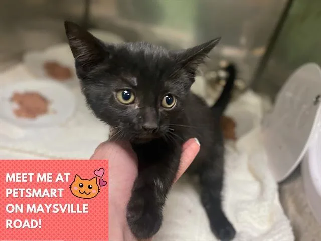 A baby medium-sized male Domestic Short Hair cat named Count Chocula for adoption in Fort Wayne, IN