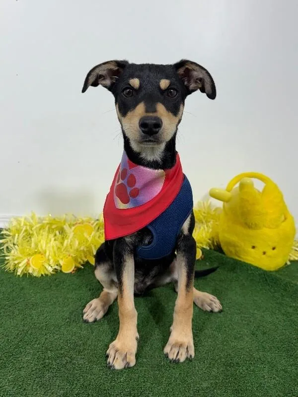 A baby medium-sized male Black German Pinscher dog named Midnight for adoption in Carlsbad, CA