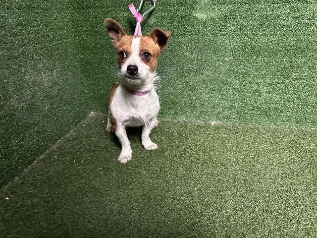 A young small-sized male Chihuahua dog named A for adoption in Lancaster, CA
