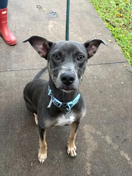 A young small-sized male Terrier dog named Maka for adoption in Honolulu, HI