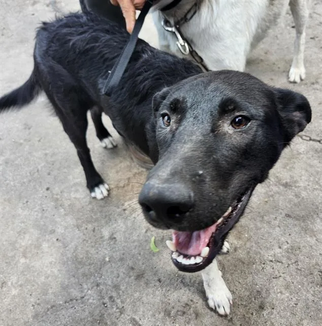 A young medium-sized male Labrador Retriever dog named Blackie Nego for adoption in San Antonio, TX