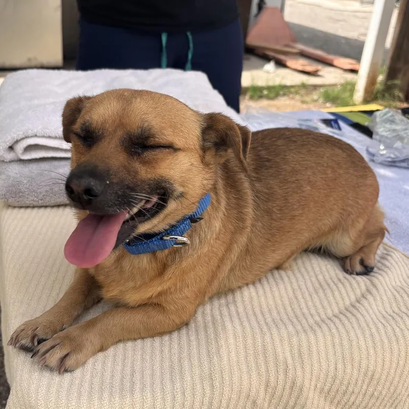 An adult small-sized female Brown / Chocolate Chihuahua dog named Pinata for adoption in Austin, TX