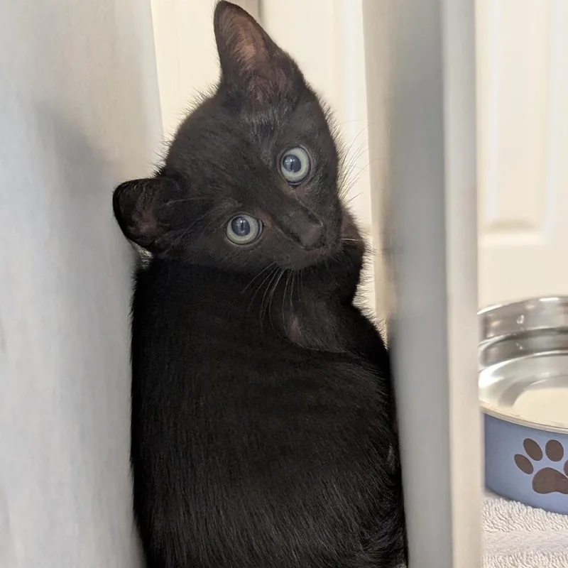 Jet