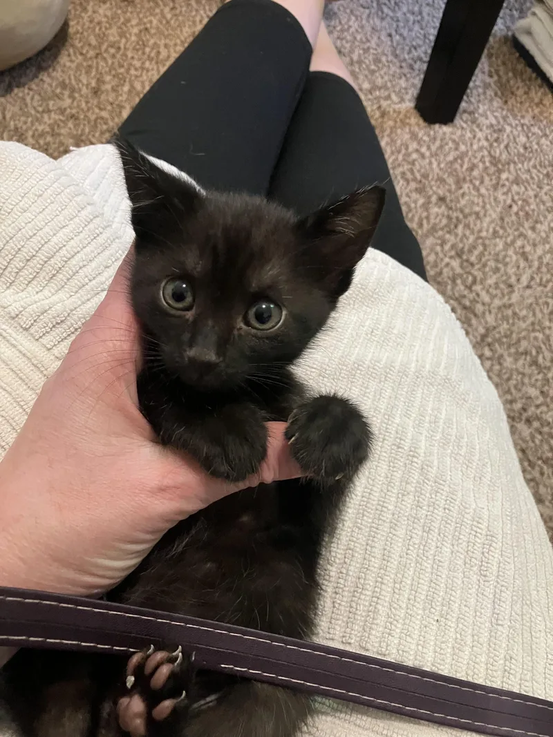 A baby medium-sized female Black Bombay cat named Persephone for adoption in Hillsboro, OR