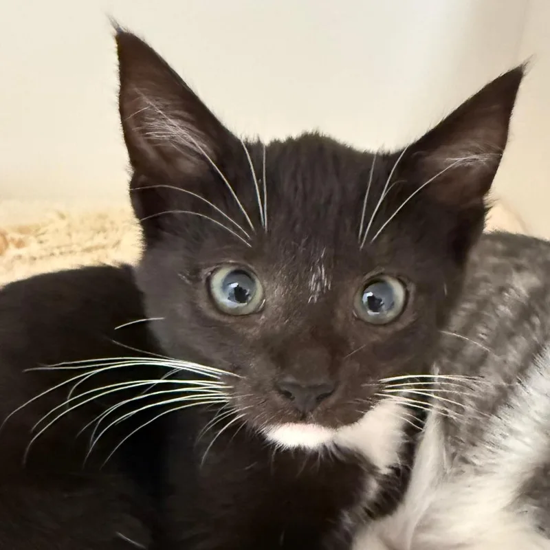 A baby small-sized male Domestic Short Hair cat named Beau for adoption in Cumming, GA