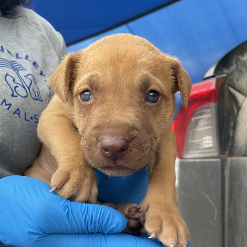 A baby small-sized male Red / Chestnut / Orange Pit Bull Terrier dog named Marty for adoption in Edinburg, TX
