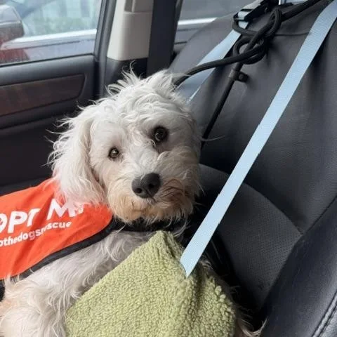An adult small-sized male White / Cream Terrier dog named Oscar for adoption in Redondo Beach, CA