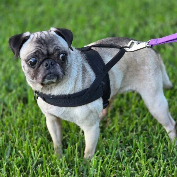 An adult small-sized female Yellow / Tan / Blond / Fawn Pug dog named Audrey for adoption in Alvin, TX
