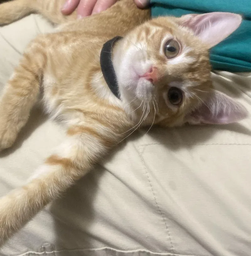 A baby small-sized male Tabby (Orange / Red) Domestic Short Hair cat named Elmers Glue for adoption in Clarksville, TN