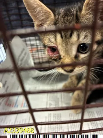 A baby small-sized male Domestic Short Hair cat named Zigzag for adoption in West Palm Beach, FL